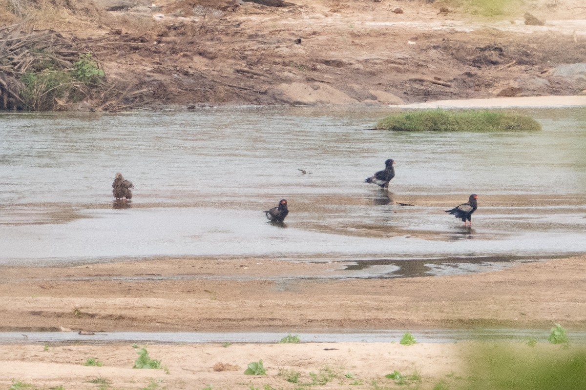 Bateleur - ML640889388