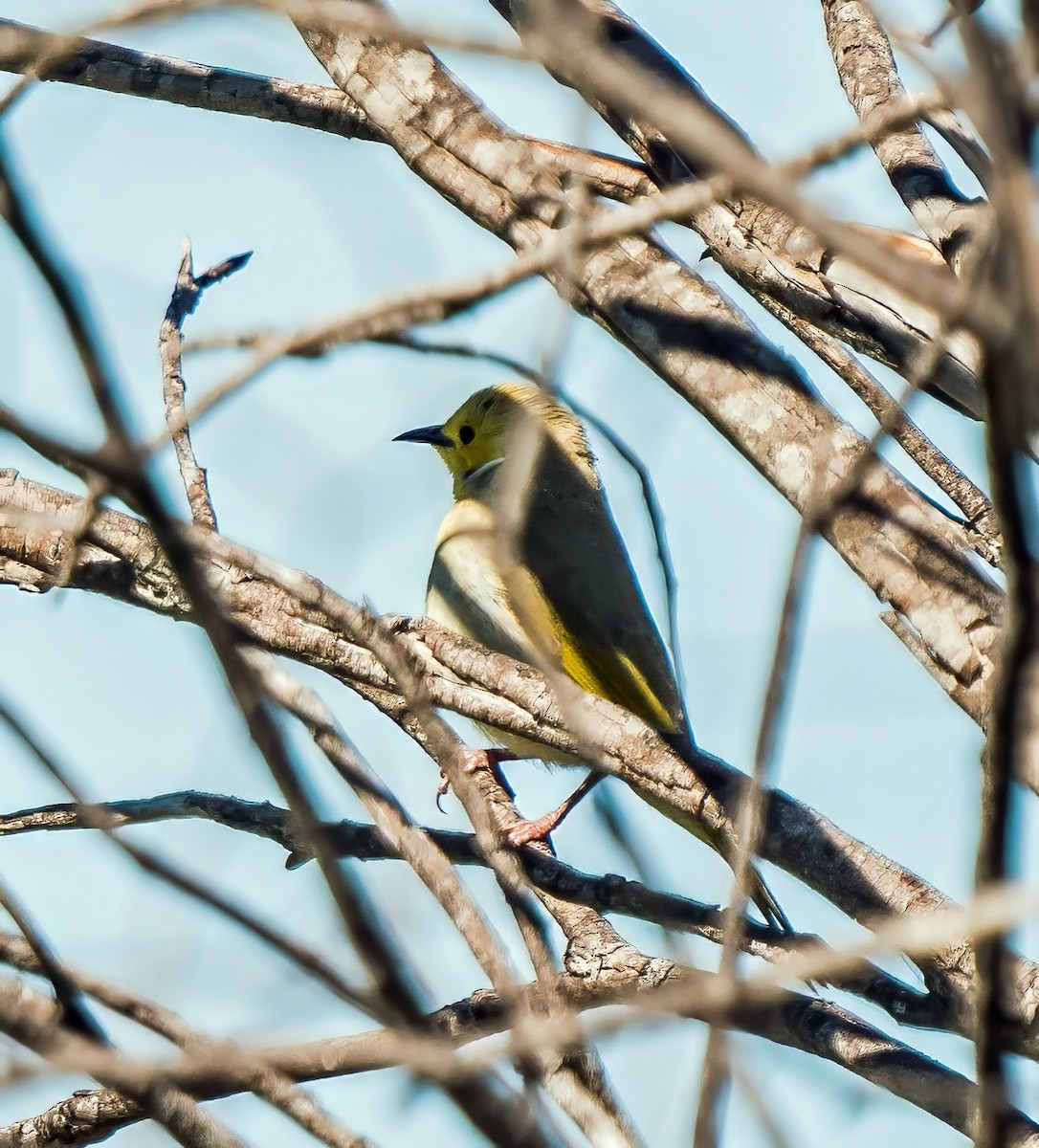 White-plumed Honeyeater - ML640889410