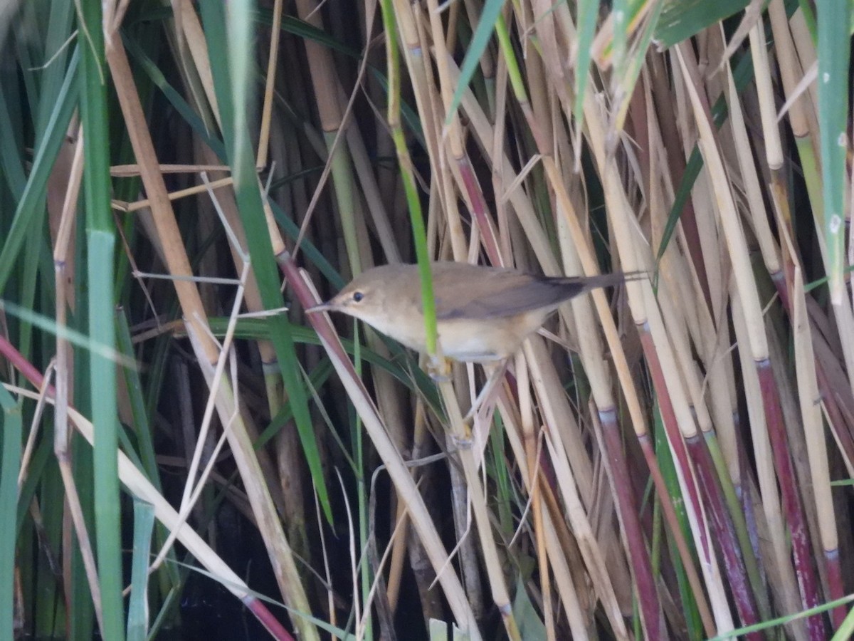 Common Reed Warbler - ML640889414