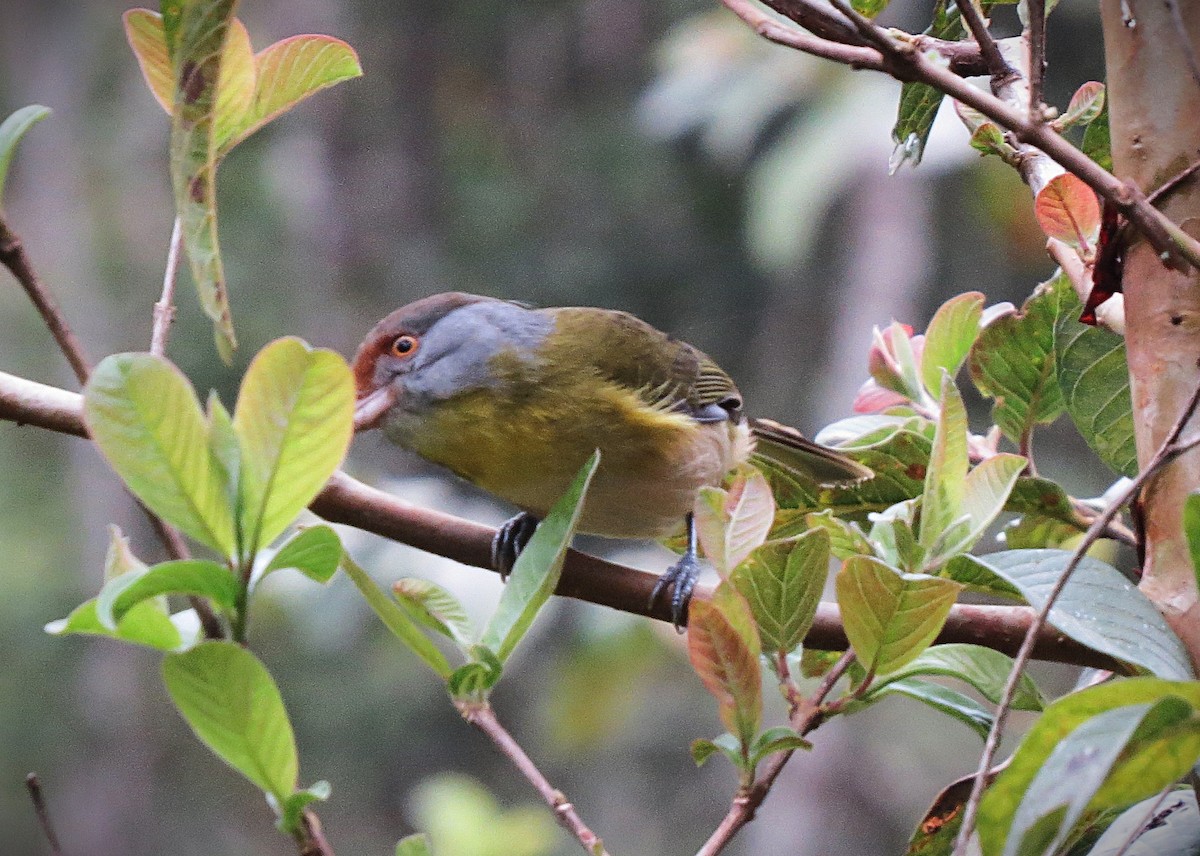 Rufous-browed Peppershrike - ML640889447