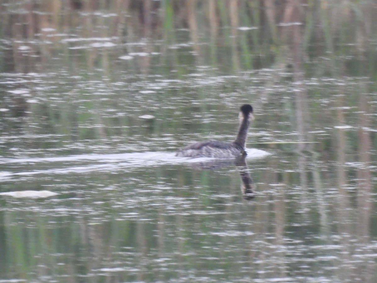 Eared Grebe - ML640889467