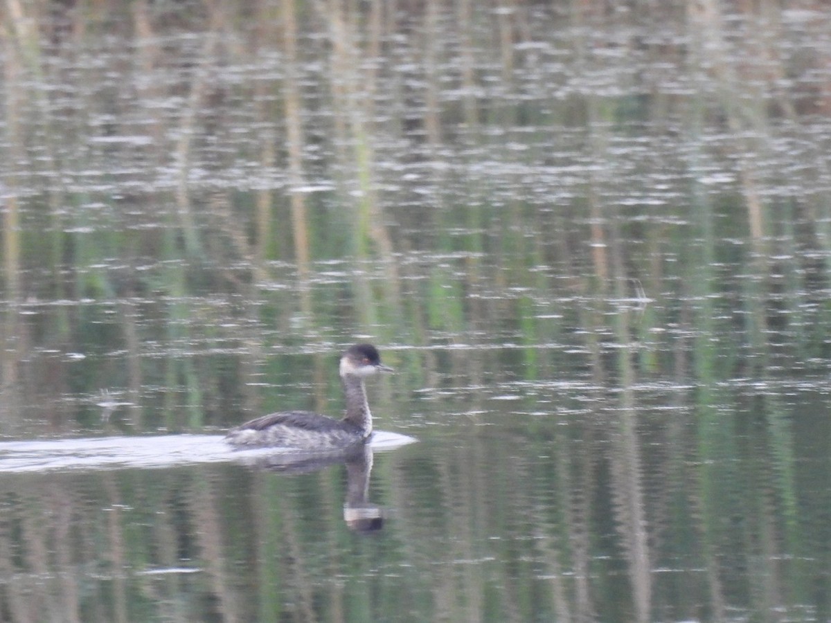 Eared Grebe - ML640889468