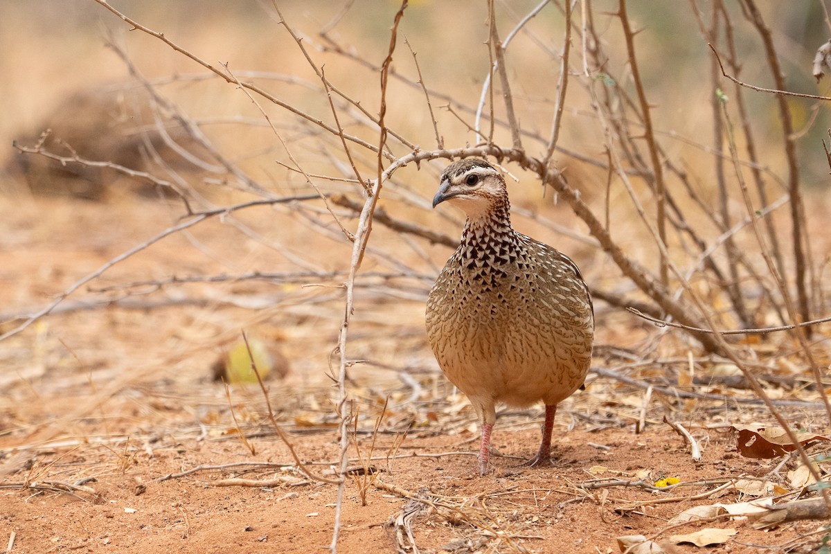 Crested Francolin - ML640889470