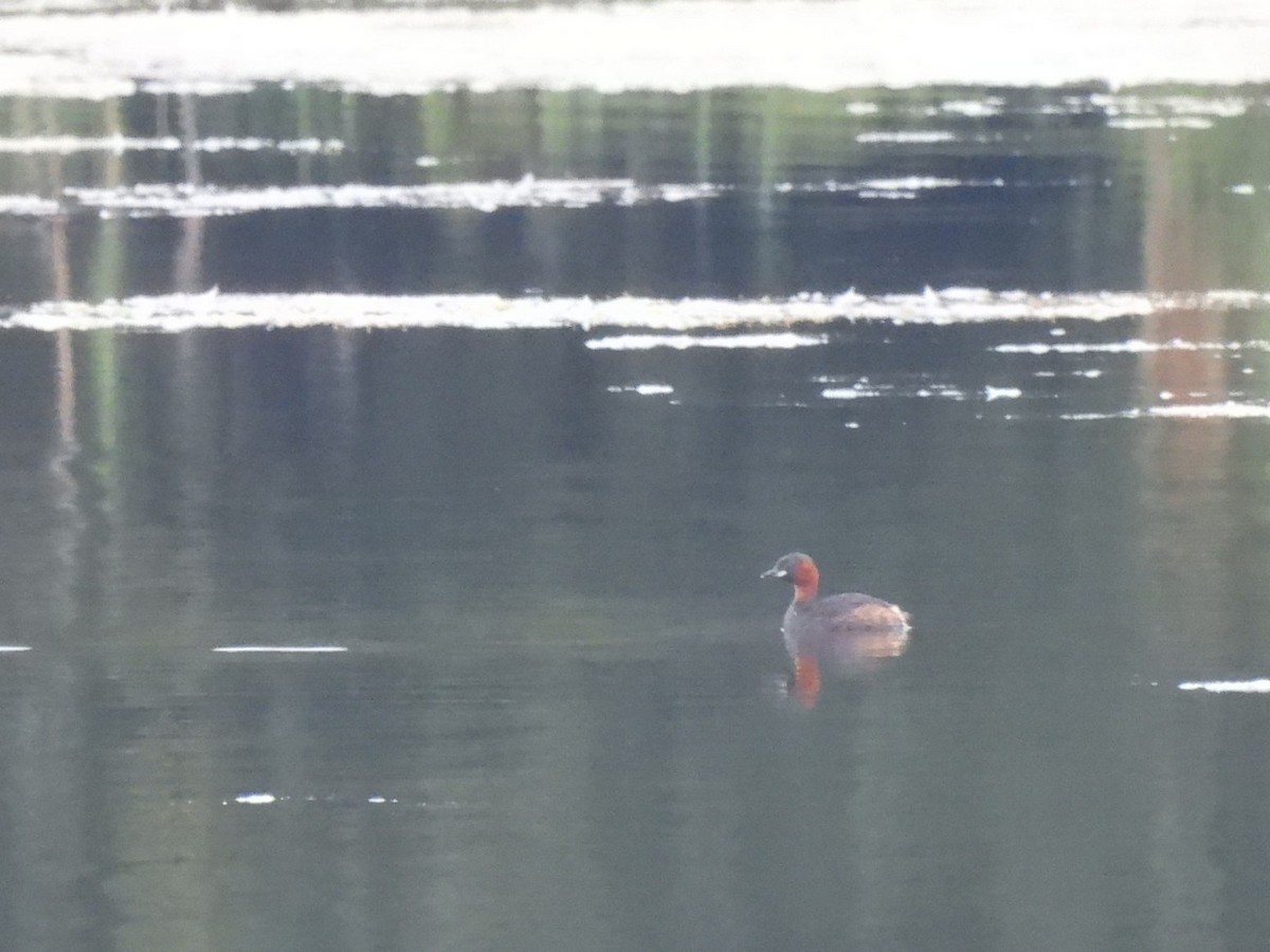 Little Grebe - ML640889475