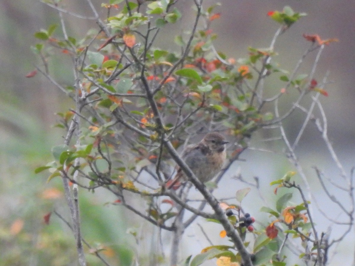 European Stonechat - ML640889480