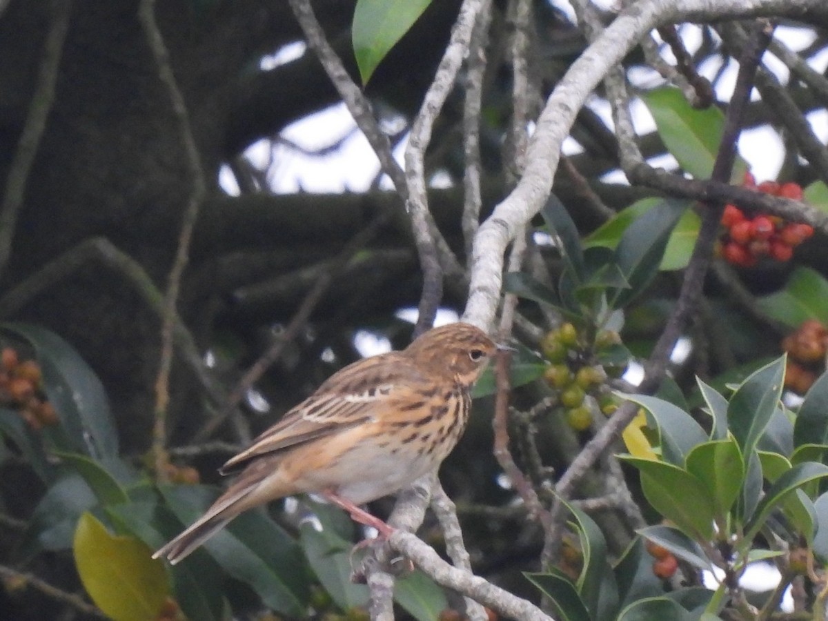 Tree Pipit - ML640889489