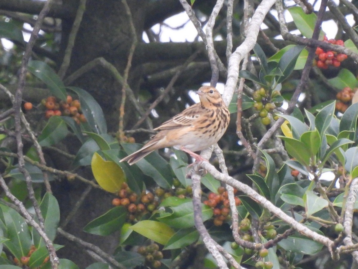 Tree Pipit - ML640889490