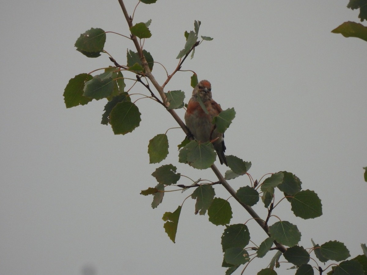 Eurasian Linnet - ML640889498