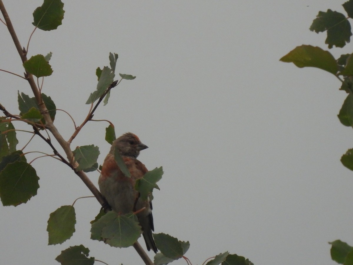 Eurasian Linnet - ML640889499