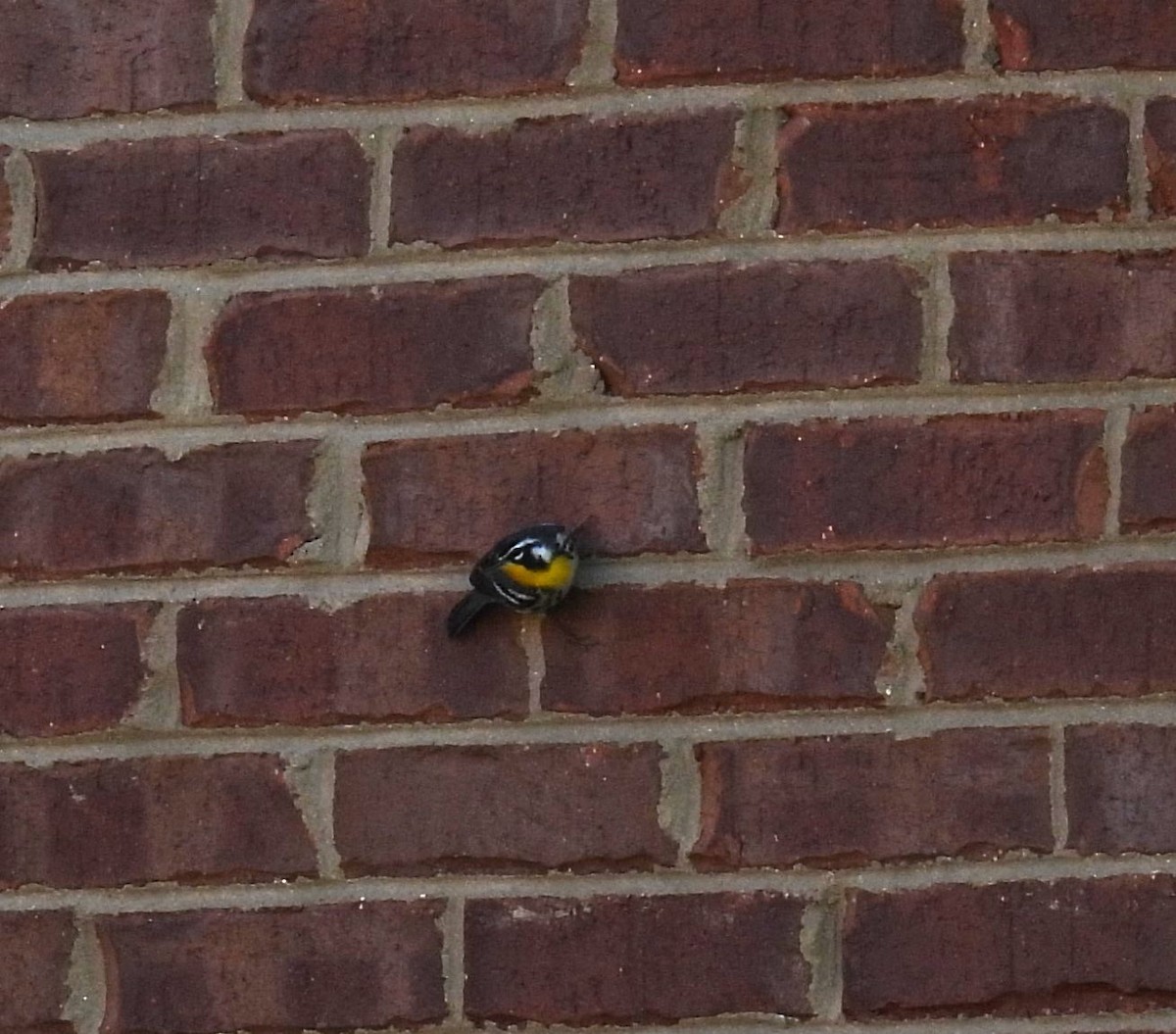 Yellow-throated Warbler - ML640889506