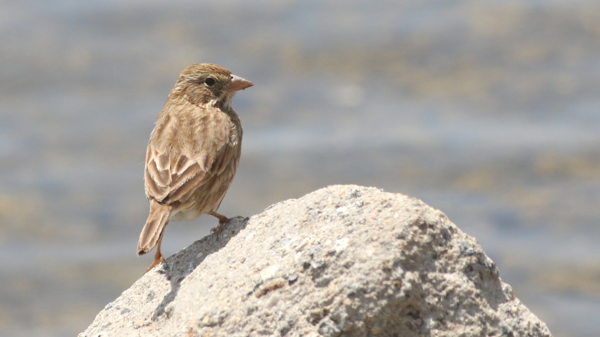 Savannah Sparrow (Large-billed) - ML640889562