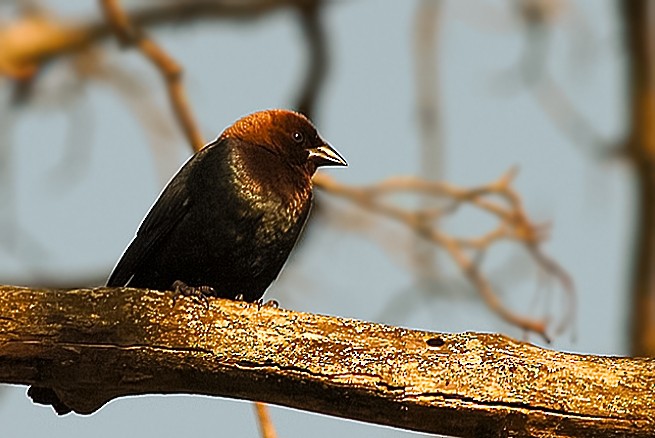 Brown-headed Cowbird - ML640889686