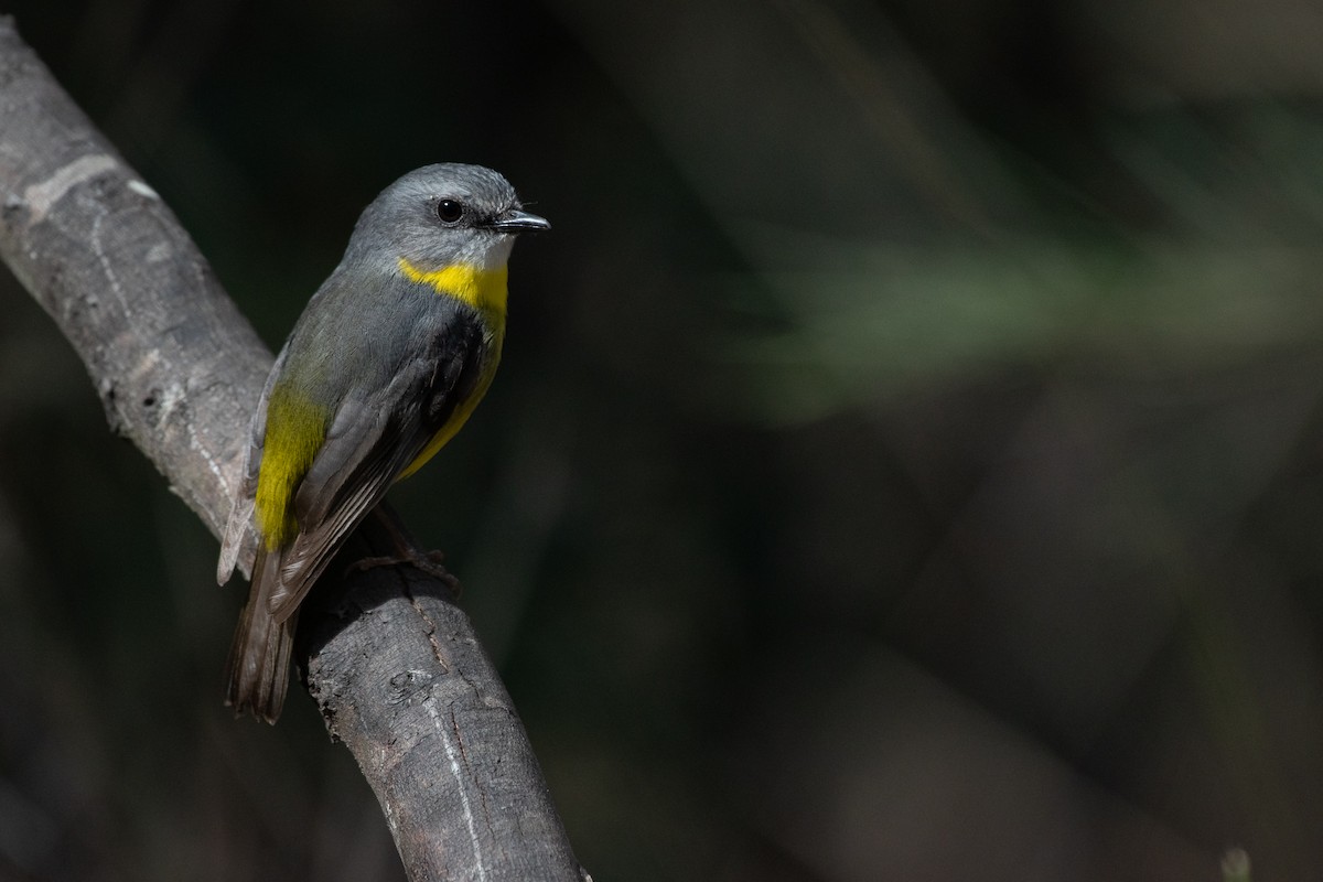 Eastern Yellow Robin - ML640889726