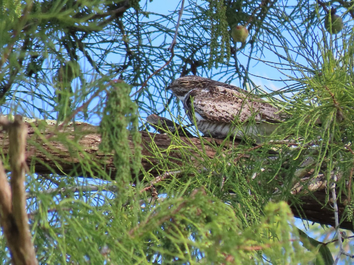 Common Nighthawk - ML640889748