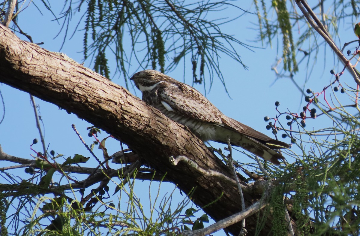 Common Nighthawk - ML640889749
