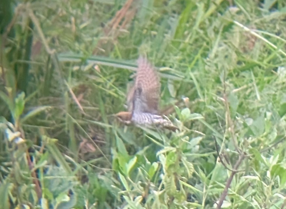 Dideric Cuckoo - ML640889795