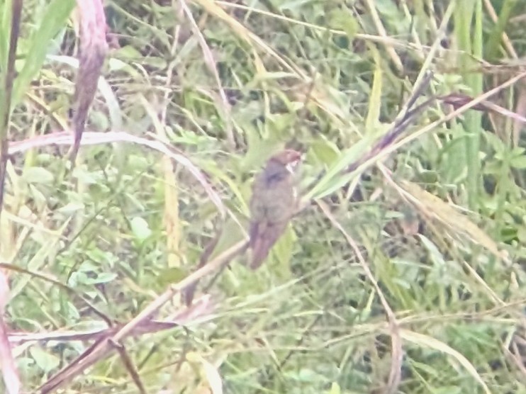 Dideric Cuckoo - ML640889810