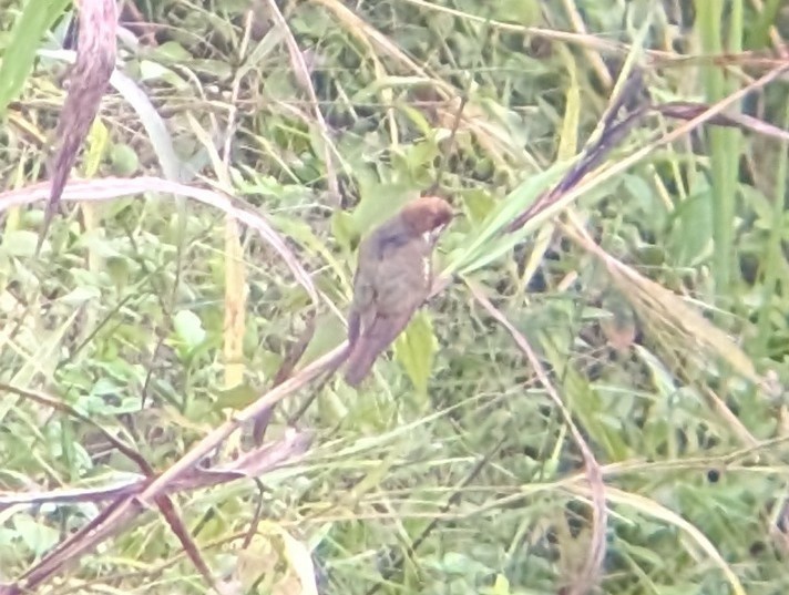 Dideric Cuckoo - ML640889818