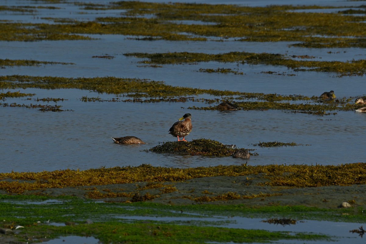Mallard - ML640889853