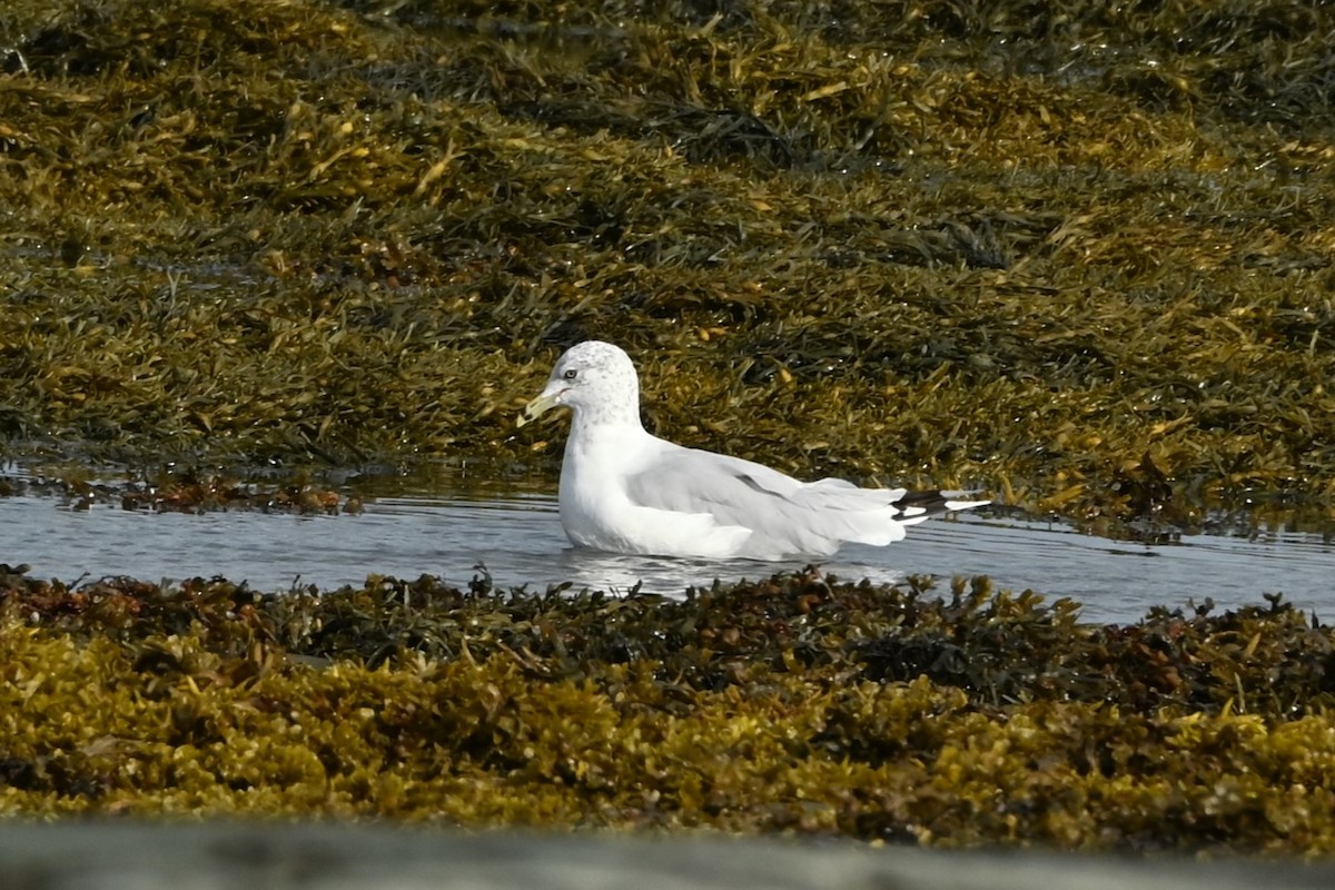 Ring-billed Gull - ML640889862