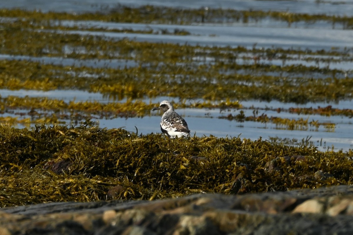 Black-bellied Plover - ML640889870