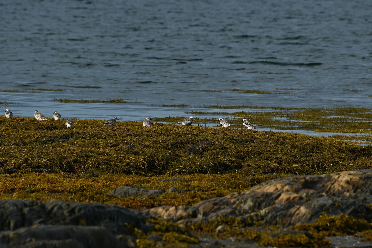 Black-bellied Plover - ML640889871