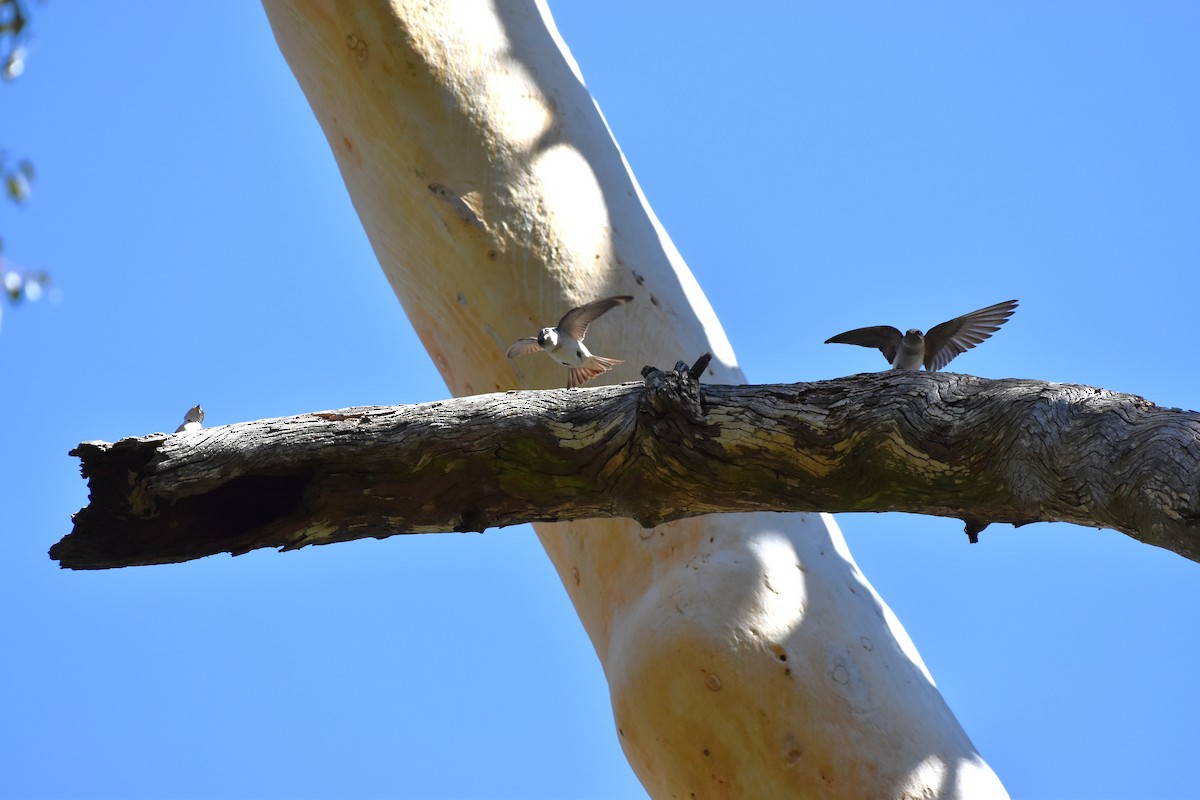 Tree Martin - ML640889877