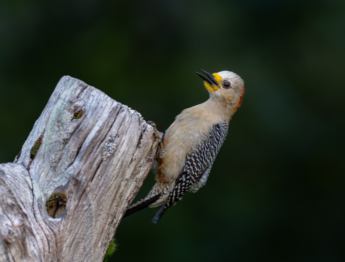 Yucatan Woodpecker - ML640889887