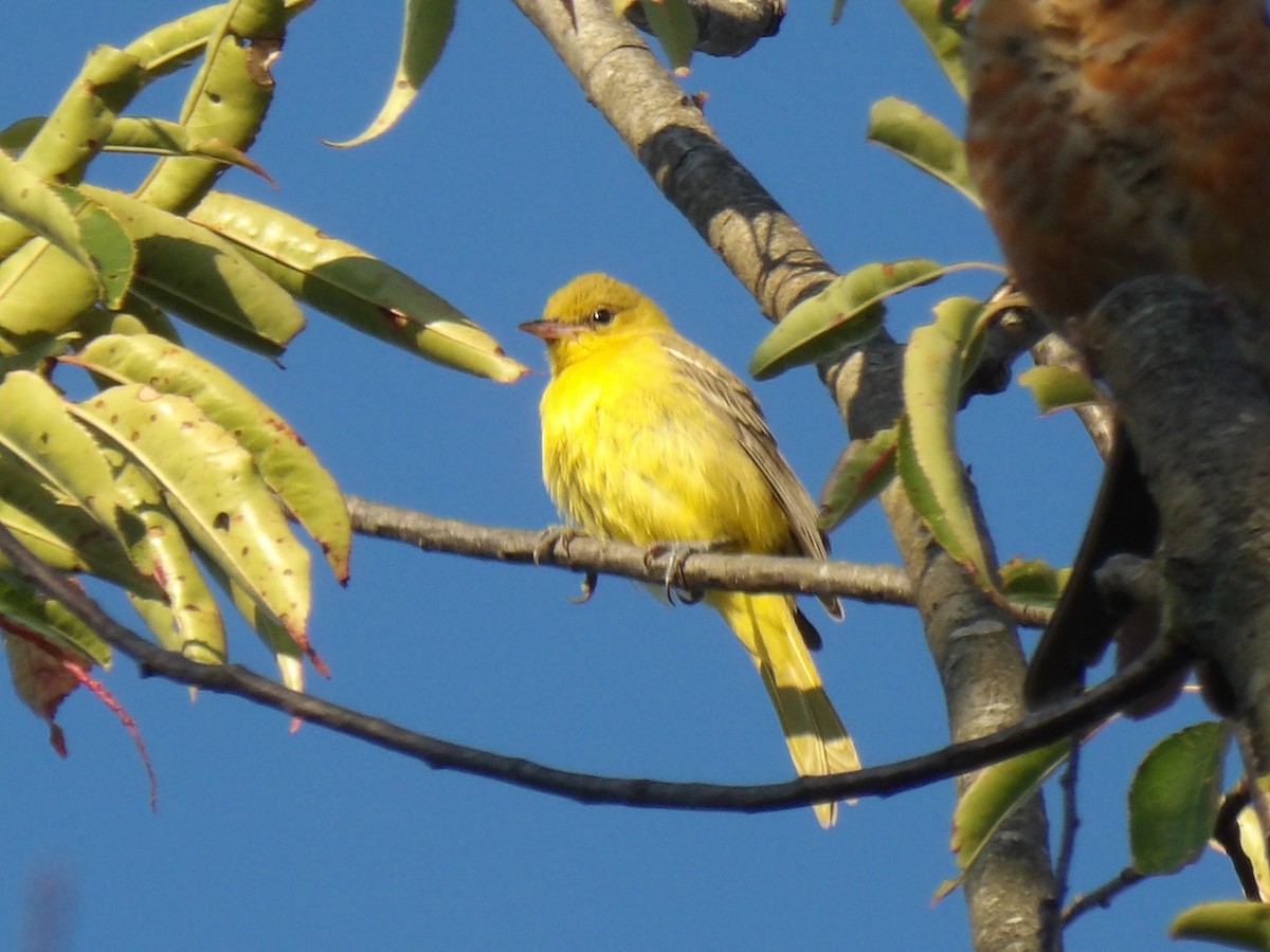 Oriole des vergers - ML640889891