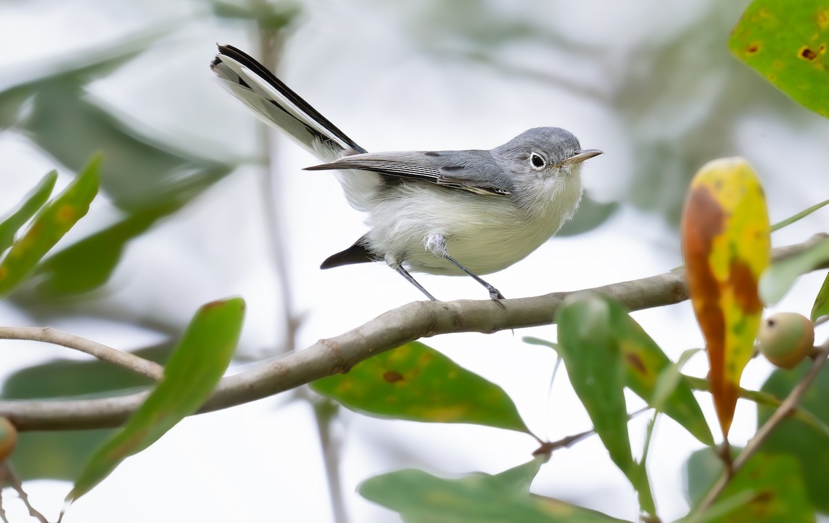 Blue-gray Gnatcatcher (Eastern) - ML640889917