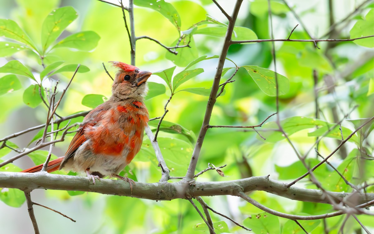Northern Cardinal - ML640889924