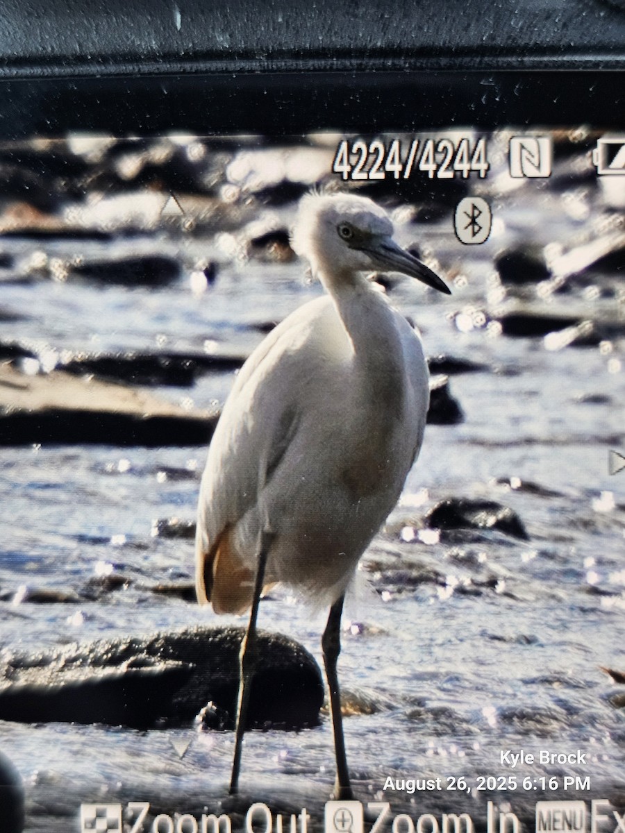 Little Blue Heron - ML640890014