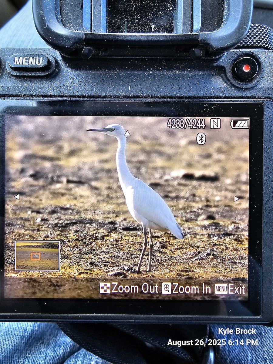 Little Blue Heron - ML640890015