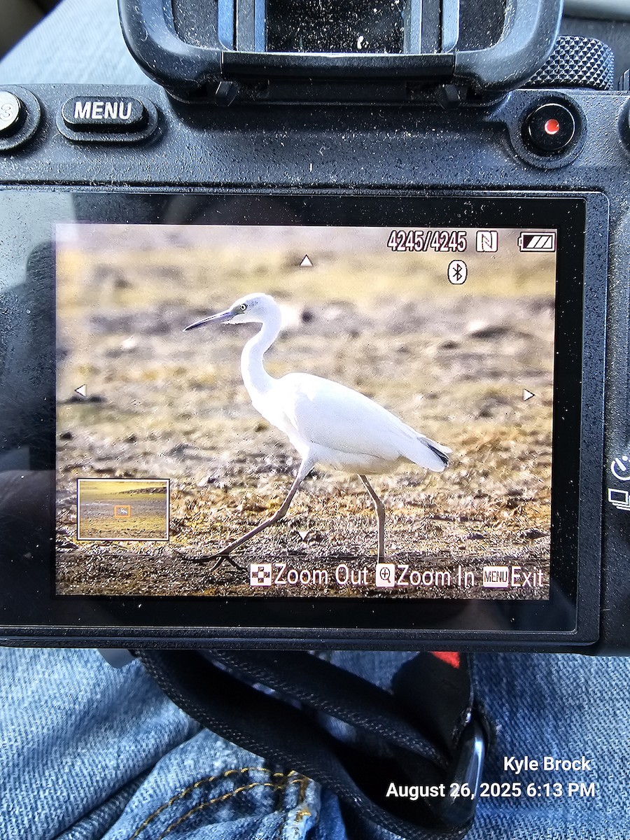 Little Blue Heron - ML640890016
