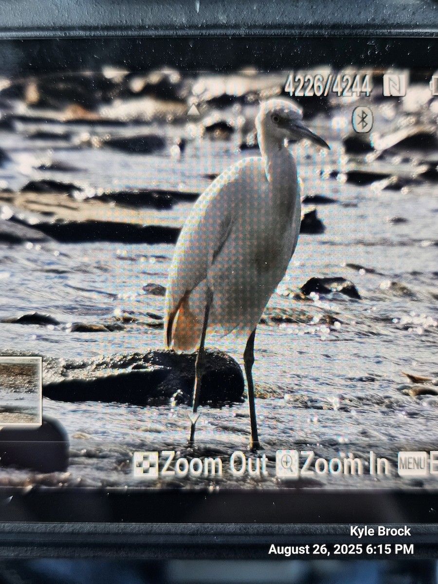 Little Blue Heron - ML640890017