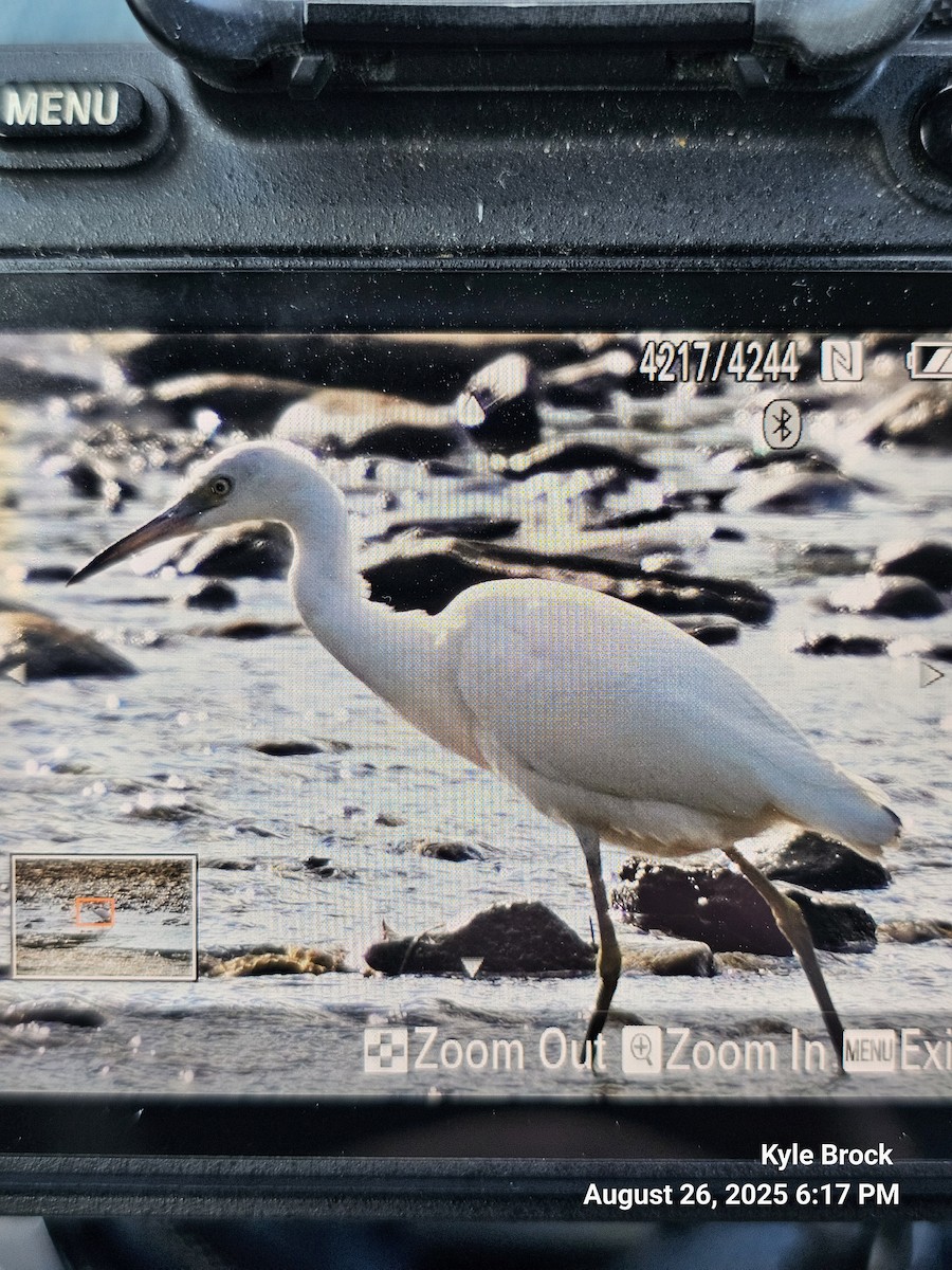 Little Blue Heron - ML640890018