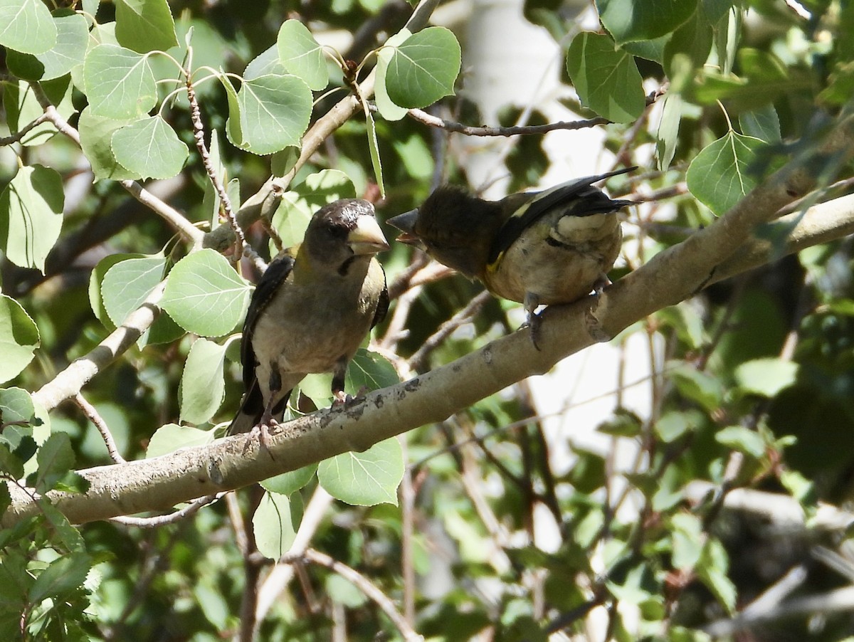 Evening Grosbeak - ML640890046