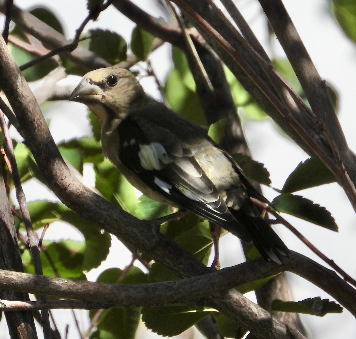Evening Grosbeak - ML640890047