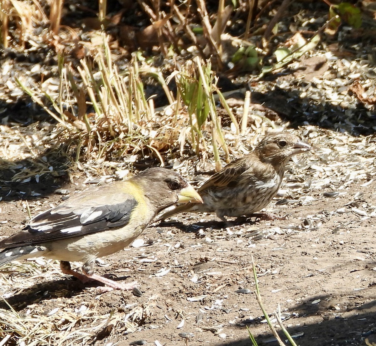 Evening Grosbeak - ML640890048