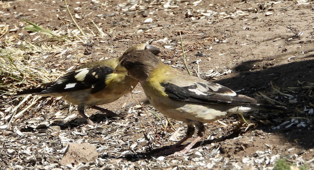 Evening Grosbeak - ML640890049