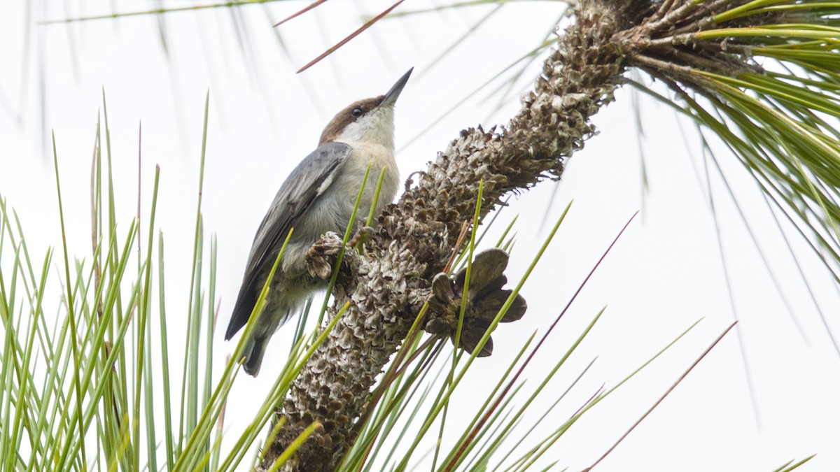Brown-headed Nuthatch - ML640890050