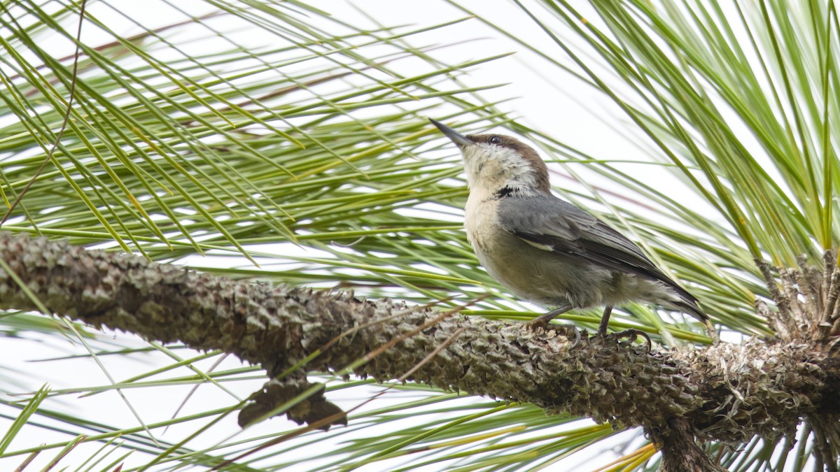 Brown-headed Nuthatch - ML640890051