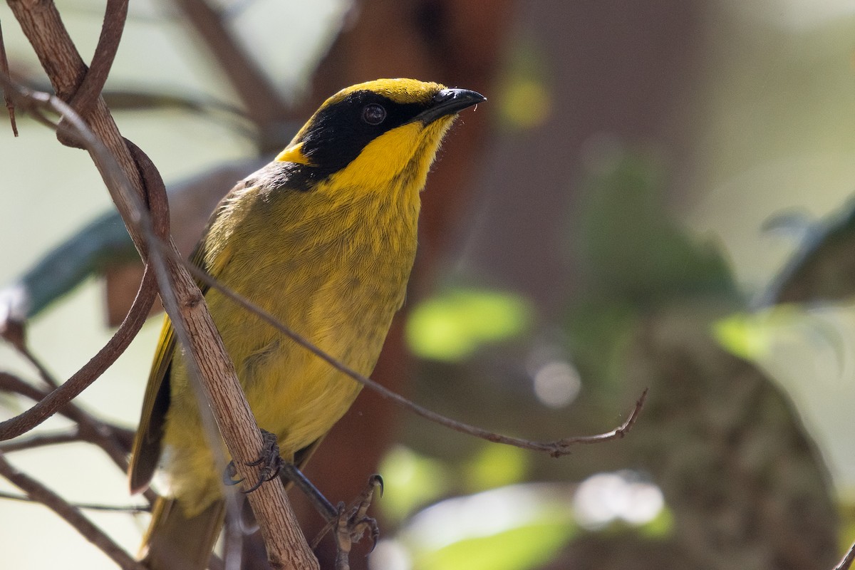 Yellow-tufted Honeyeater - ML640890076