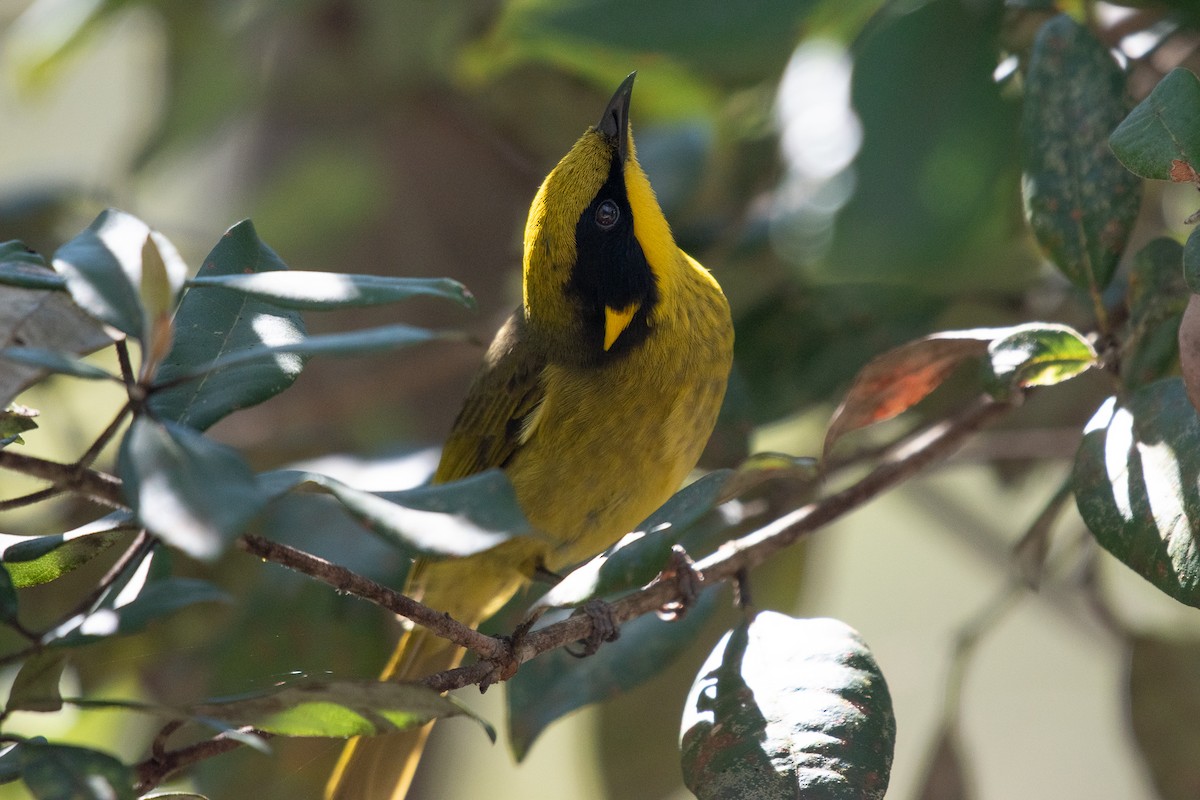 Yellow-tufted Honeyeater - ML640890077