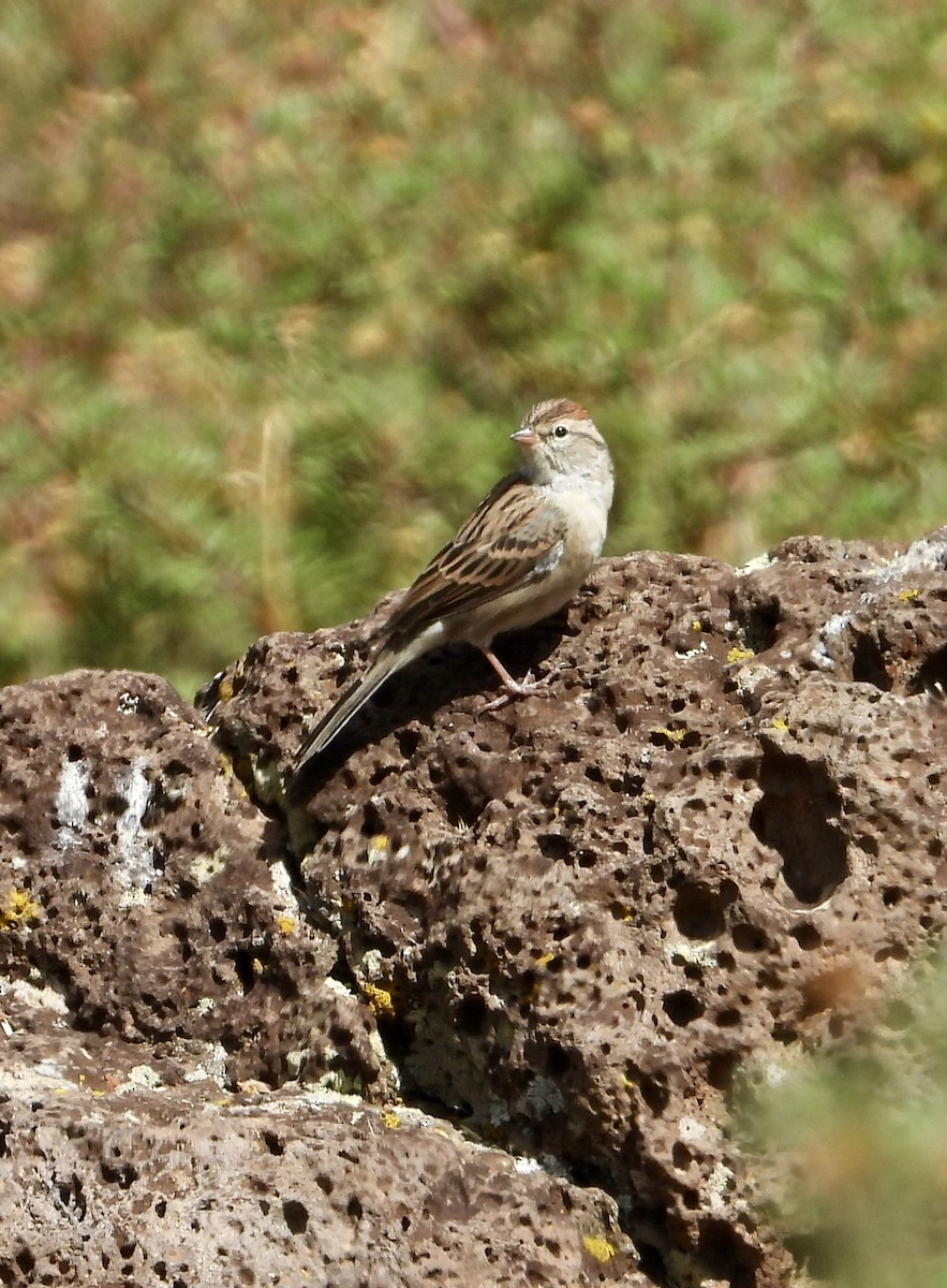 Chipping Sparrow - ML640890114