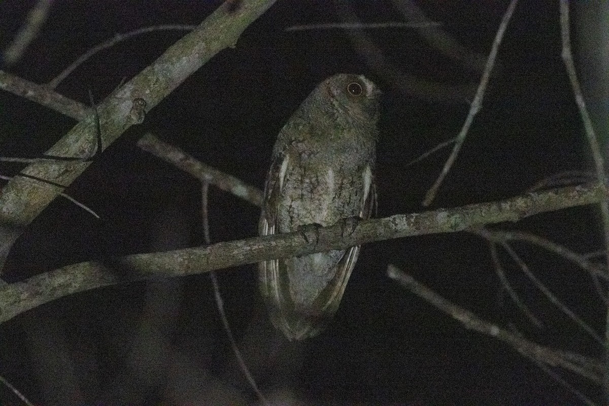 Ryukyu Scops-Owl - ML640890118