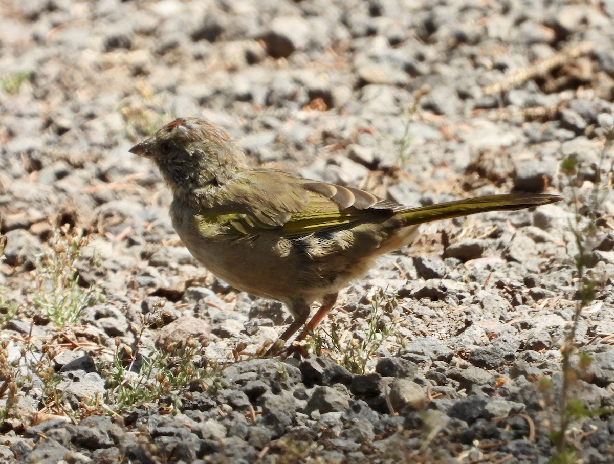 Green-tailed Towhee - ML640890120