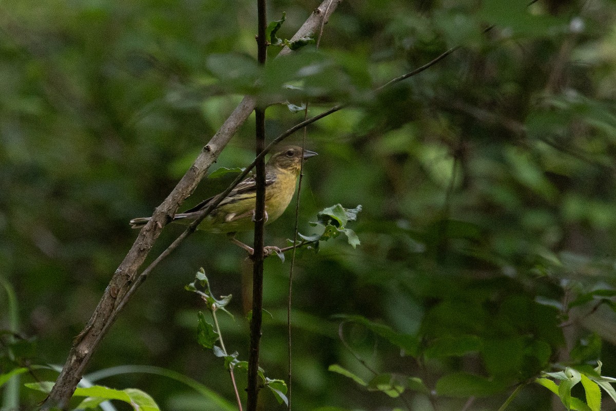 Yellow Bunting - ML640890130