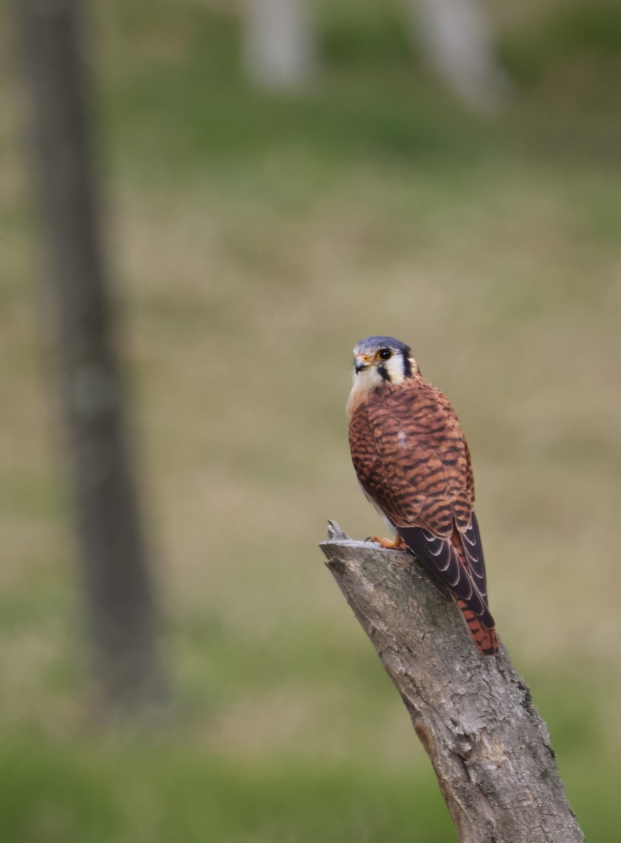 American Kestrel (South American) - ML640890150