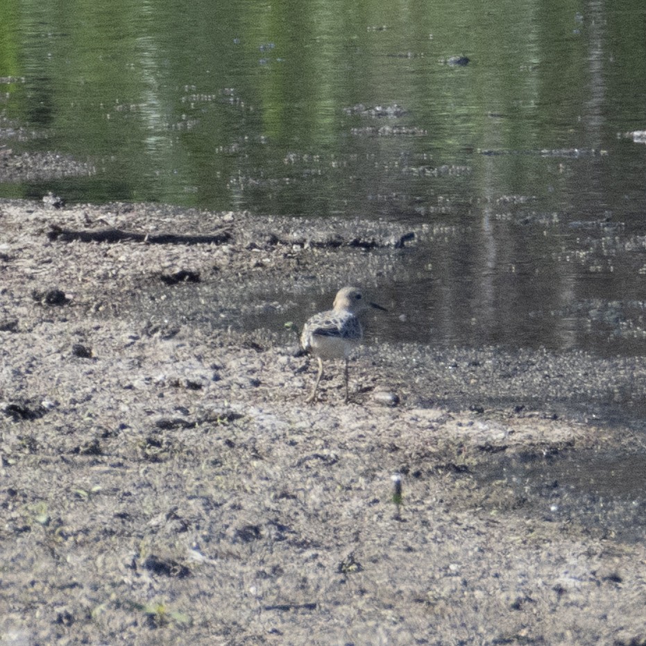 Correlimos Canelo - ML640890175